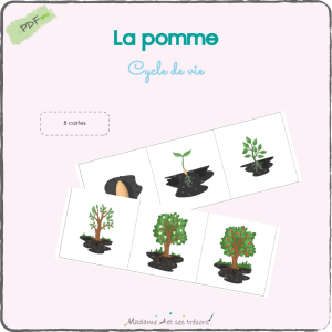 La pomme - Cycle de vie